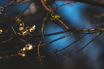 桜