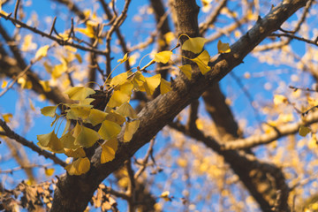 秋のイチョウ