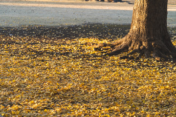 イチョウの落ち葉