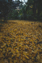 イチョウの落ち葉