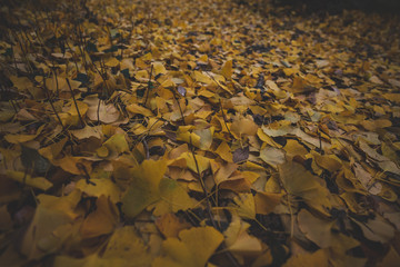 イチョウの落ち葉