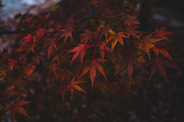 紅葉
