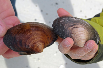 Close-up of two hands holding a clamshell each