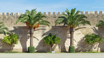 With huge palm trees and little trees decorated wall of the royal palace, Meknes, Morrocco, Africa