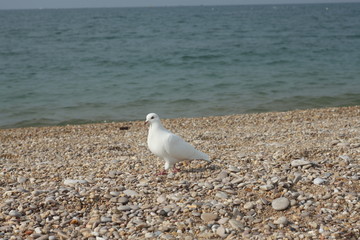 seagull on the beach