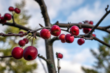 Crab Apples on Branch