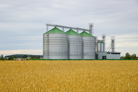 Group of grain dryers complex on the background of a yellow field of wheat or barley.
