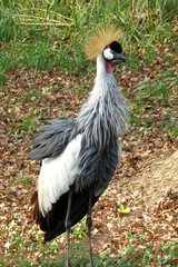 Standing african grey crowned crane with crown (Balearica regulorum)