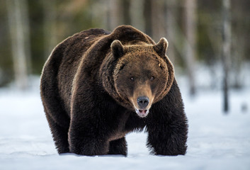 Wild Adult Brown bear in winter forest. Front view. Scientific name: Ursus Arctos. Natural Habitat.