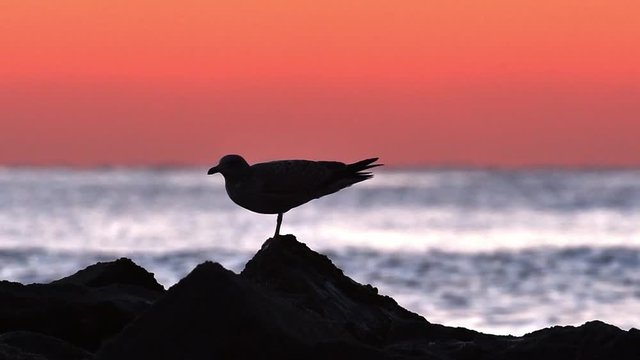European herring gull (Larus argentatus) and ruddy turnstone (Arenaria interpres) silhouetted foraging among rocks at sunset