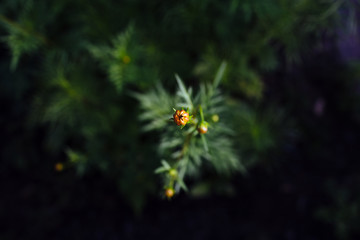 flower bud, finding light