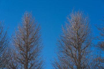 冬の二本の木