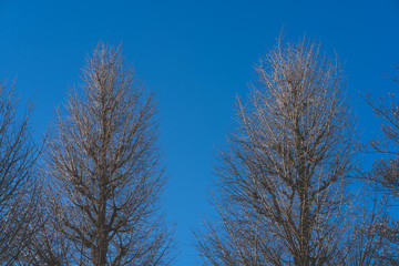 冬の二本の木