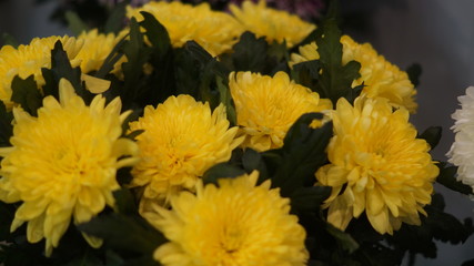 blooming garden flowers: irises, gerberas, roses, chrysanthemums