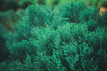 Fresh green pine leaves in the forest. - vintage style.