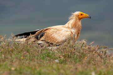 Egyptian vulture (Neophron percnopterus) long thin beak vulture.