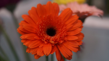 blooming garden flowers: irises, gerberas, roses, chrysanthemums