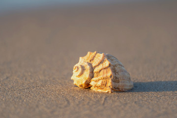 beautiful shell lies on the beach, next to the azure water of the sea