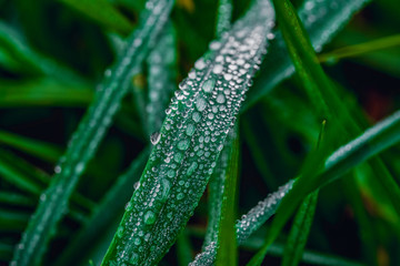 Green leaves in the meadow with dew, close up