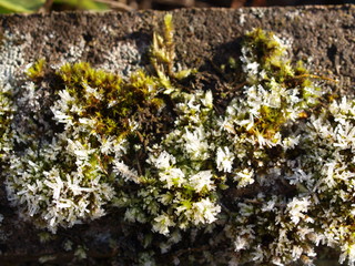 Moos, moss, frost, winer