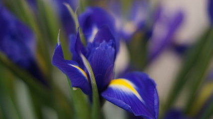 blooming garden flowers: irises, gerberas, roses, chrysanthemums