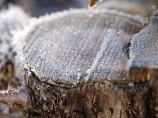 Baumstumpf, tree trunk, Raufeif, frost