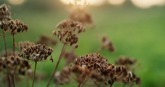 Dill, caraway, cumin, dry, ingredient, green, seeds on a bright green background, summertime, flowering season harvest, ondiment, selective focus.