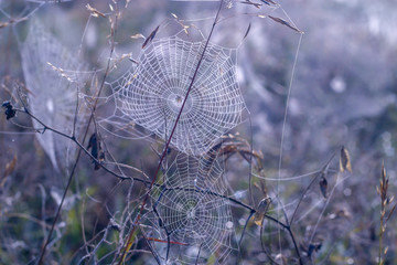 spiderwebs in a field. Close up 