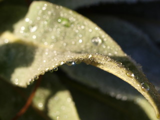 Blatt, Tau, leaf, dew, Tropfen, Tautropfen