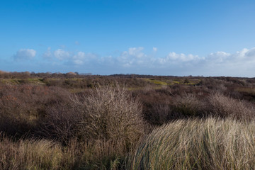 dutch nature dunes near the beach