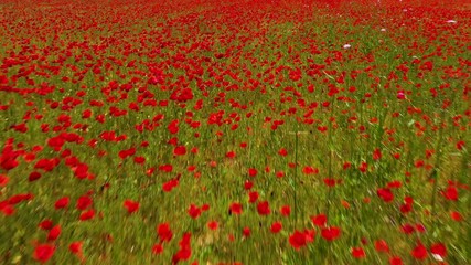 field of poppies flowers- poppy field