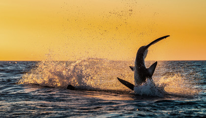 Tail Fin of Great White Shark. The phase of the jump of shark. Red sky of sunrise. Breaching in attack. Scientific name: Carcharodon carcharias. South Africa.