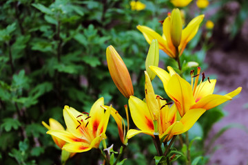 Yellow day Lily in the garden, nature