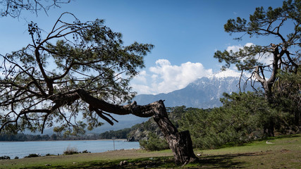 tree and blue sky