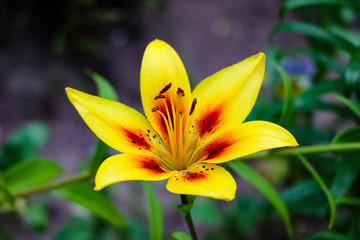 Beautiful flowers of yellow lilies. Can be used as background.