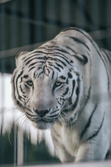 tiger in zoo