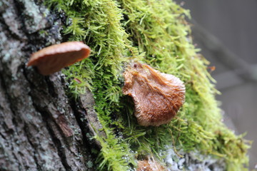 pilz