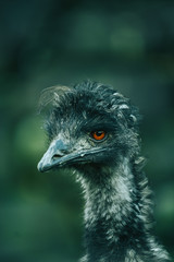 portrait of an Emu