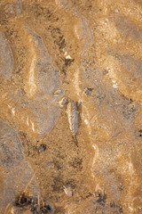 Mud skipper fish on sand beach
