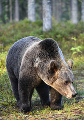 Naklejka na ściany i meble Wild Adult Brown bear in summer forest. Front view. Scientific name: Ursus arctos. Summer season. Natural habitat.