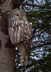 owl,Strix uralensis