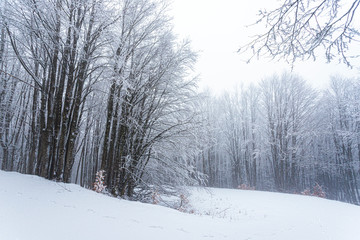 Snow in Campigna, Neve in Campigna, winter, inverno, appennino, Italia, Italy, CAI