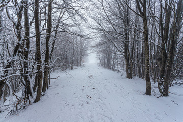 Snow in Campigna, Neve in Campigna, winter, inverno, appennino, Italia, Italy, CAI