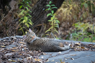 cat