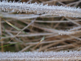 Gras, grass, Winter, frost, Eiskristalle, Raureif