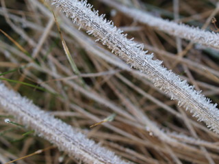 Gras, Grashalme, grass, raureif, winter