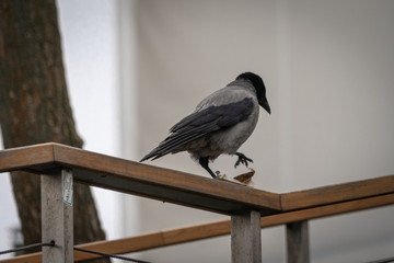 bird on the fence