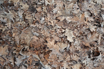 fallen leaves during fog covered with frost in cloudy weather, in winter