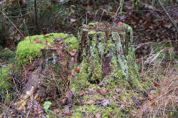 baumstumpf