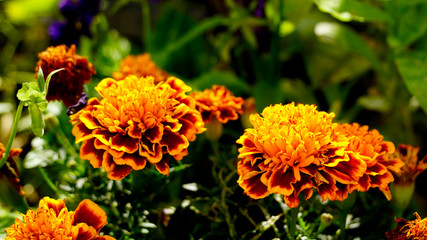 Closeup of beautiful orange with red Marigold flower (Tagetes erecta, Mexican, Aztec or African marigold) in the garden. Macro of flower bed sunny day. Tagetes background or card.
